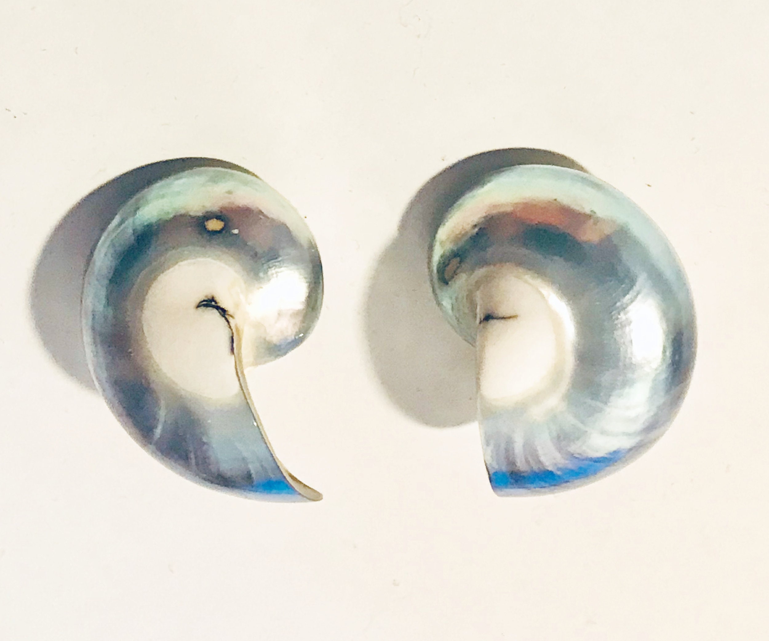 Real Snail Shell Earrings Clip on Vintage Real Natural Genuine Etsy