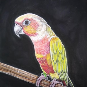Fancy green cheeked conure original painting-pet parrot portrait- Hand painting art- Handmade painting