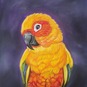 Sun conure parrot art print , conure art , parrot art , sun conure gift, bird art, wall art