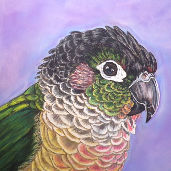 Green Cheek Conure Etsy