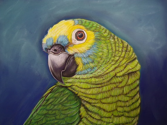 Blue Fronted Amazon Parrot Print – , Bird Portrait (8x10) - Etsy