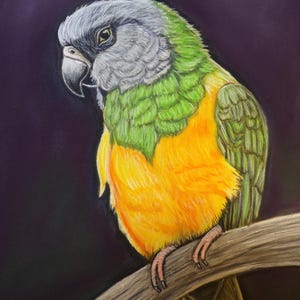 Senegal Parrot  original painting- parrot gift -parrot wall decor Parrot print-Senegal parrot gift