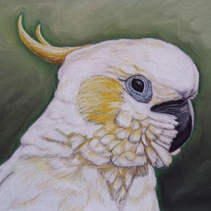 Sulphur Crested Cockatoo print of the original painting
