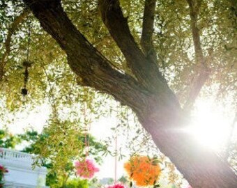 12 Tissue Pom poms- On sale