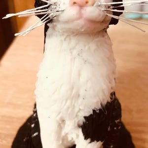 Cat image 2