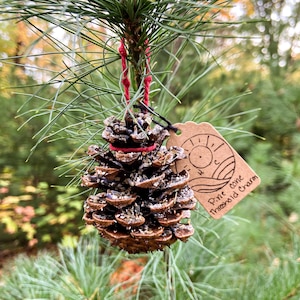 Może przedstawiać: Naturalna ozdoba z szyszki sosnowej, zawieszona czerwoną nicią na gałęzi sosny. Mała, brązowa etykieta z motywem słońca i fal głosi "Pine cone Threshold Charm". Szyszka jest brązowa i otoczona zielonymi igłami sosnowymi.