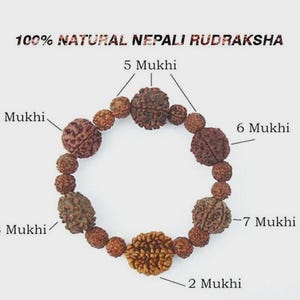 2 bis 7 Mukhi Rudraksha zertifizierte Armband, Rudraksh Armband, echte Perlen Armband