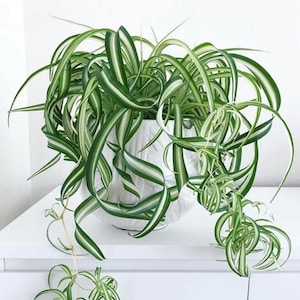 Bonnie Curly Spider Plant in 2 Inch Pot - Low Maintenance Air Purifying Houseplant - Perfect for Home Garden and Office - Chlorophytum Plant