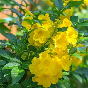 May include: A cluster of vibrant yellow trumpet-shaped flowers blooming on a plant with serrated green leaves. The blossoms feature five rounded petals and a funnel-like throat, densely packed together amidst the lush foliage in natural light.
