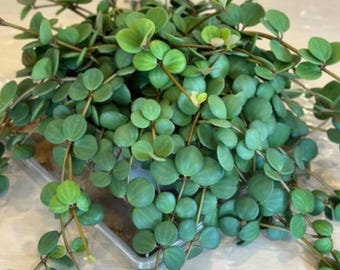 Peperomia Hope Live Plant - 2" Pot - Peperomia tetraphylla - Trailing Houseplant for Indoor Décor & Small Spaces