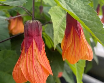 May include: Two bell-shaped Abutilon flowers hanging from thin stems. The petals are a vibrant orange with prominent red veins, transitioning to a deep maroon calyx at the top. Large, serrated green leaves surround the hanging blossoms.