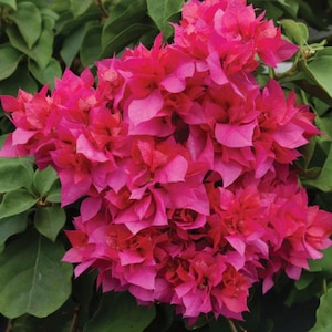 May include: A dense cluster of vibrant magenta bougainvillea flowers with delicate, papery bracts. The bright pink blossoms are tightly packed together, contrasting with the surrounding matte green leaves that provide a lush, natural backdrop.