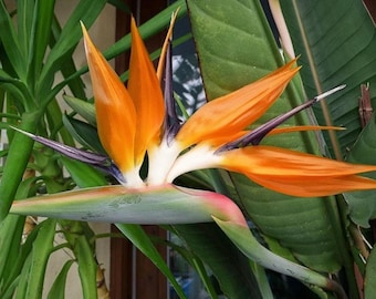 Puede incluir: Una flor de Strelitzia reginae, conocida comúnmente como ave del paraíso, con sépalos de color naranja vibrante y pétalos de color púrpura oscuro que emergen de una espata verde en forma de pico, sobre un fondo de grandes hojas tropicales.