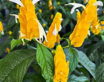 May include: A Pachystachys lutea plant, commonly known as a golden shrimp plant, featuring vibrant yellow, overlapping bracts arranged in a spike-like formation. Delicate, white, tubular flowers emerge from the yellow bracts, set against dark green leaves.