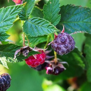 Puede incluir: Un racimo de frambuesas en una enredadera de hojas verdes, con una baya de color rojo brillante y varias bayas de color p&uacute;rpura oscuro, casi negras. Las bayas tienen una superficie texturizada y rugosa, unidas a tallos finos y hojas dentadas.