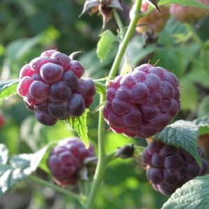 Puede incluir: Varias frambuesas maduras de color p&uacute;rpura oscuro cuelgan de un tallo verde con hojas serradas. Las bayas tienen una superficie texturizada y rugosa, agrupadas en la planta, mostrando diferentes etapas de madurez bajo la luz natural del sol.
