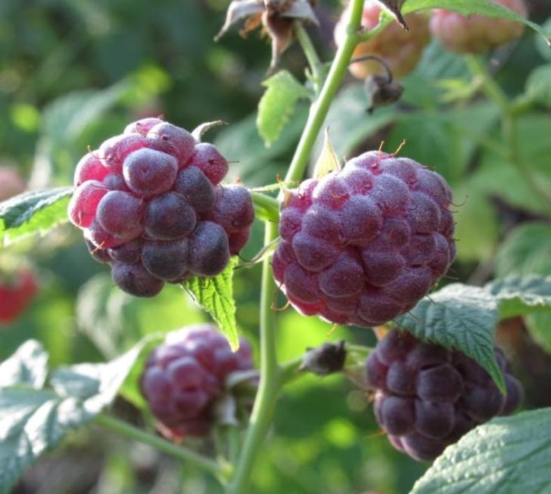 Puede incluir: Varias frambuesas maduras de color p&uacute;rpura oscuro cuelgan de un tallo verde con hojas serradas. Las bayas tienen una superficie texturizada y rugosa, agrupadas en la planta, mostrando diferentes etapas de madurez bajo la luz natural del sol.