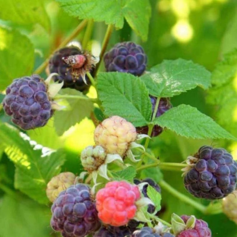 Puede incluir: Un racimo de moras en varias etapas de maduraci&oacute;n, que van desde el verde p&aacute;lido y rosa claro hasta el morado oscuro y negro, unidas a tallos verdes con hojas serradas. Las bayas exhiben una textura irregular y segmentada.