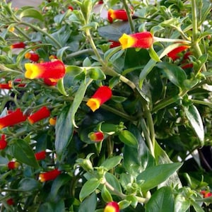 May include: A lush goldfish plant featuring numerous tubular flowers with vibrant red bodies and bright yellow throats, set against a dense backdrop of glossy, dark green, oval-shaped leaves on thin, branching stems in a natural garden setting.