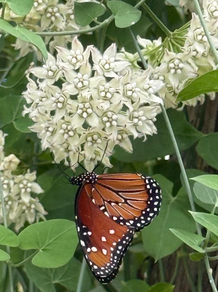 Set 2 White Vining Milkweed Starter Plants - 3-6" Tall - Funastrum clausum - Native Climbing Vine for Butterfly & Pollinator Gardens