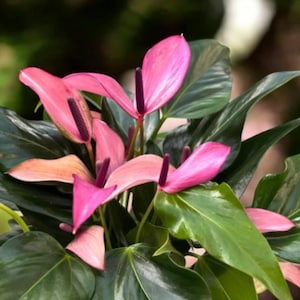 Anthurium Zizou - Etsy