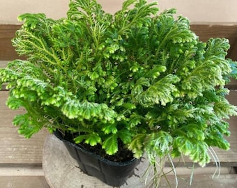 Selaginella Frosty Fern Live Plant - 2" Pot - Lush Tropical Terrarium Fern - Low Maintenance Houseplant