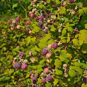 Puede incluir: Una planta de frambuesas con numerosos racimos de bayas maduras de color p&uacute;rpura oscuro junto a frutos m&aacute;s peque&ntilde;os, inmaduros, de tonos rosa claro y verde p&aacute;lido. Presenta hojas verdes dentadas y tallos le&ntilde;osos finos y densos.