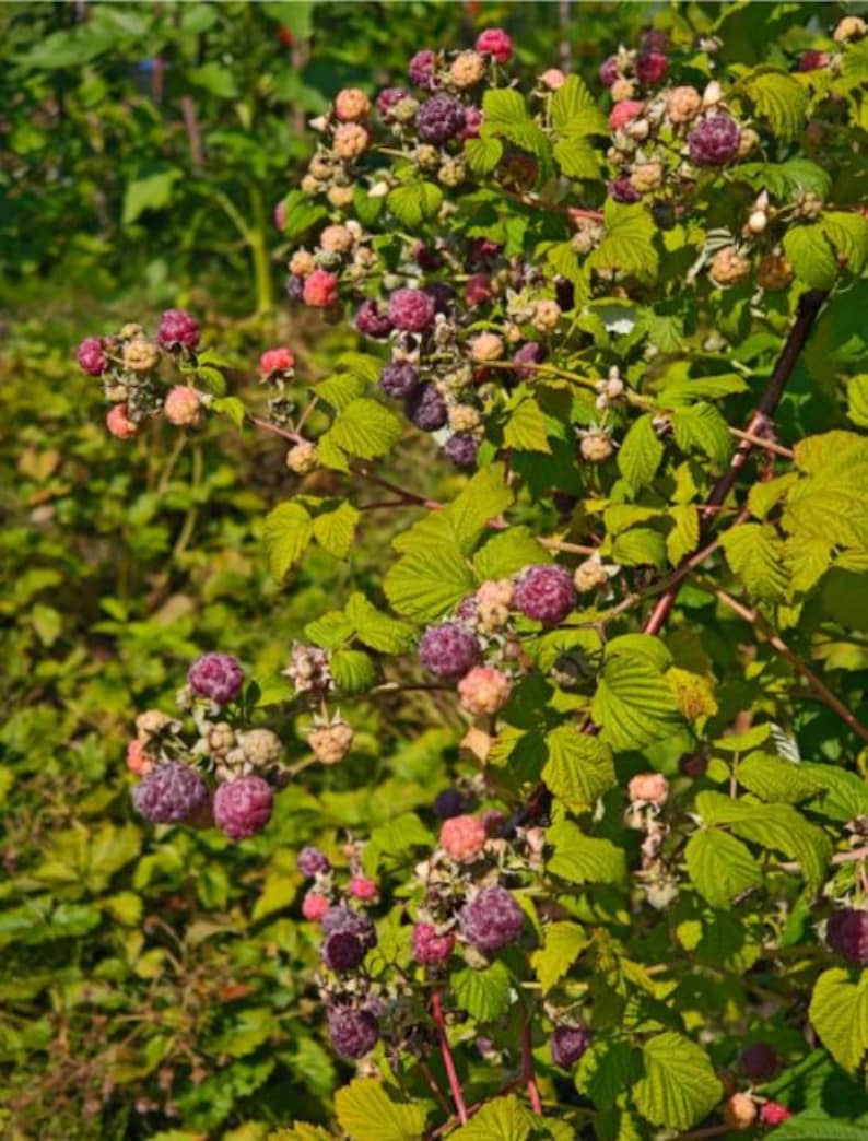 Puede incluir: Una planta de frambuesas con numerosos racimos de bayas maduras de color p&uacute;rpura oscuro junto a frutos m&aacute;s peque&ntilde;os, inmaduros, de tonos rosa claro y verde p&aacute;lido. Presenta hojas verdes dentadas y tallos le&ntilde;osos finos y densos.