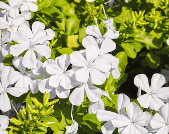 Puede incluir: Un grupo de flores blancas con cinco pétalos redondeados cada una, con un punto central y tallos verdes finos. Las flores están rodeadas de un follaje verde brillante con hojas pequeñas y puntiagudas y algunos brotes verde amarillento.