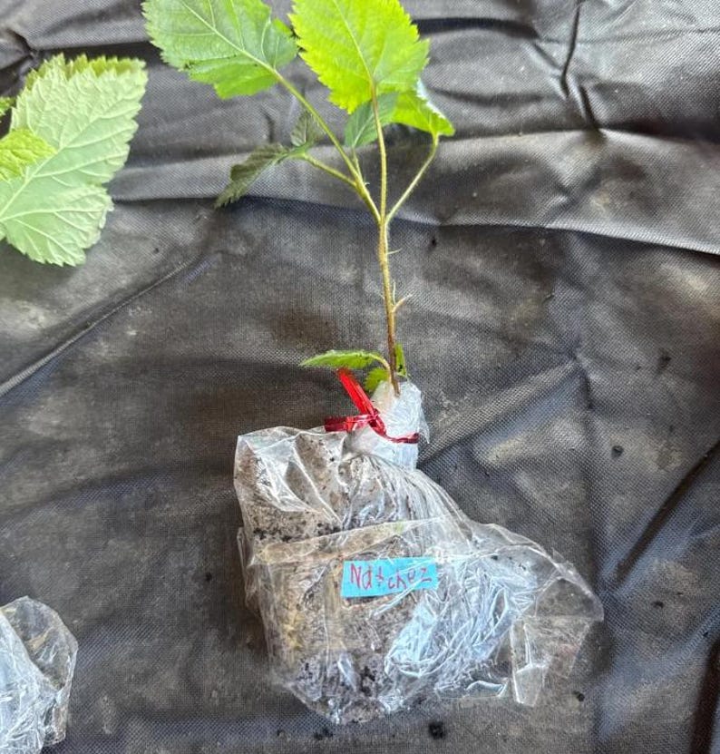 Puede incluir: Una planta joven con hojas verdes dentadas y un tallo delgado, con el cepell&oacute;n envuelto en pl&aacute;stico transparente asegurado con una cinta roja. Una peque&ntilde;a etiqueta azul con el texto escrito a mano Natchez est&aacute; pegada al pl&aacute;stico.