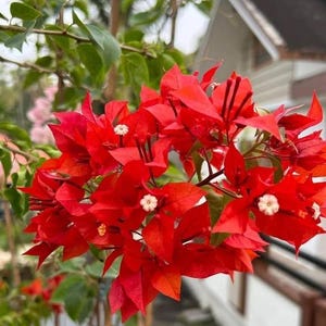 Set 2 Flame Bougainvillea Plants - 4-6" Tall - Ship No Pot - Vibrant Orange Tropical Flowering Vines for Trellises, Containers & Landscapes