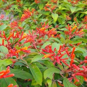 Set of 2 Hamelia Mexican Firebush Live Plants - 4-8" Tall - Hamelia patens - Pollinator Shrub for Butterflies, Hummingbirds & Gardens