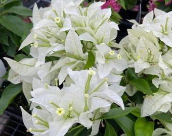 Juego de 2 plantas vivas de buganvilla blanca Ms. Alice - 10-15 cm de altura - Enredaderas tropicales de flores blancas puras para pérgolas, macetas y jardines.
