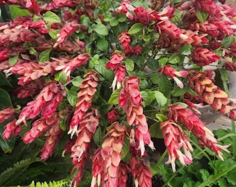 Puede incluir: Una planta Justicia brandegeeana, conocida comúnmente como planta camarón, que presenta numerosas espigas florales colgantes cubiertas de brácteas de color marrón rojizo, con pequeñas flores tubulares blancas que emergen entre las brácteas.