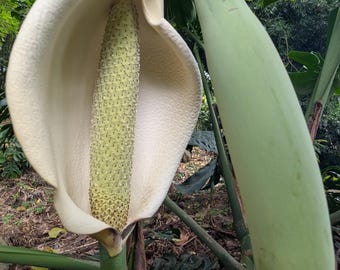 white monstera plant for sale Monstera Deliciosa “White Monster” with Fenestration. – Forget Me Not-  Plants&Decor