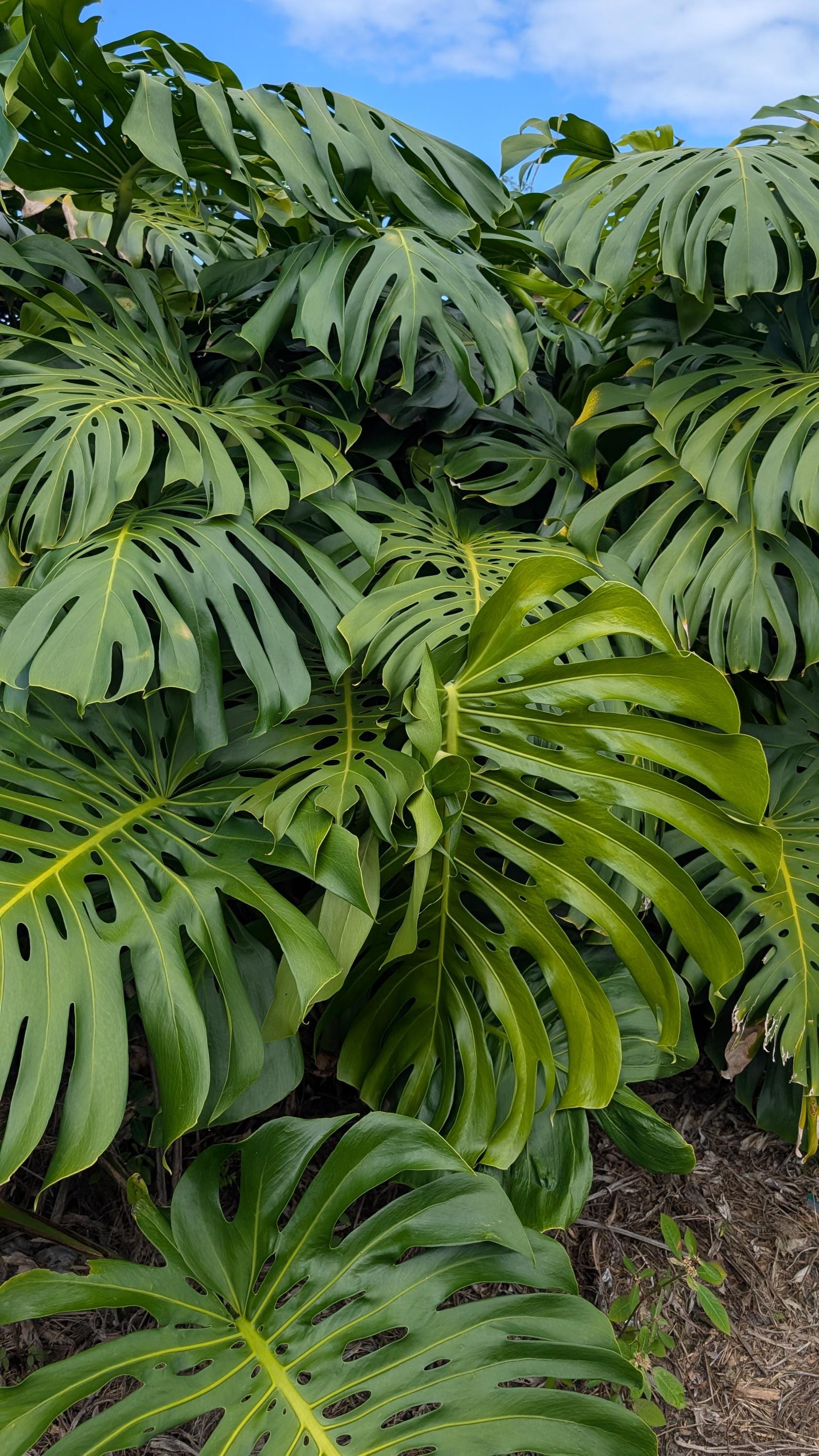 Giant Monstera Deliciosa 5 Node Cutting | Rare Mature Fruiting Plant |  Aroid Collector - Etsy