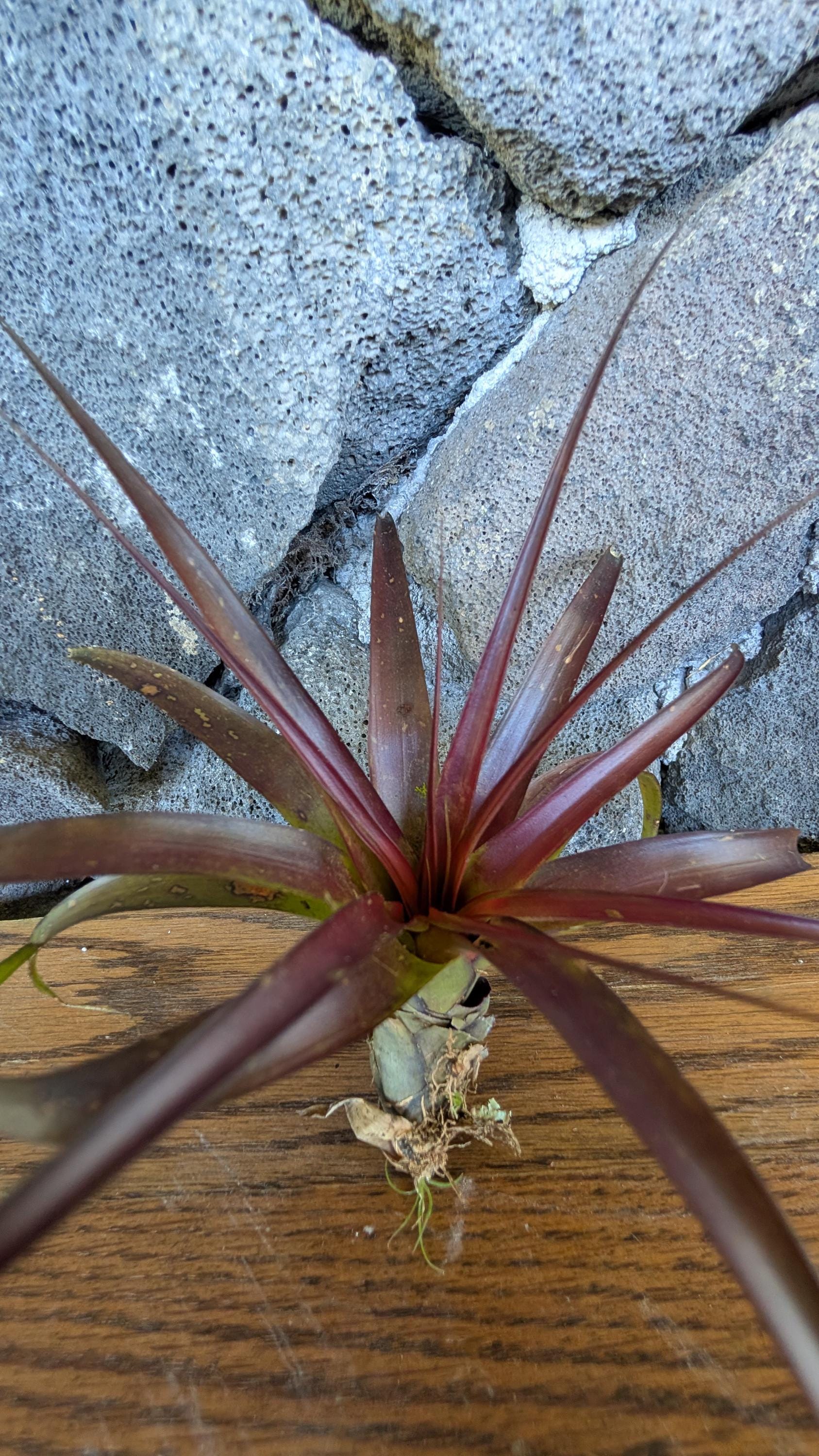 Rare Tillandsia Novakii – Giant Air Plant for Collectors | Exotic