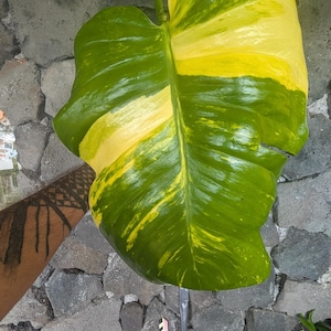 Puede incluir: Primer plano de una hoja grande y abigarrada, que muestra una mezcla de tonos verdes y amarillos. La hoja tiene una superficie brillante y una vena central prominente. Los colores están dispuestos en un patrón llamativo.