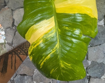 Rare Rooted Giant Hawaiian Pothos Cutting | Yellow Variegated Aroid
