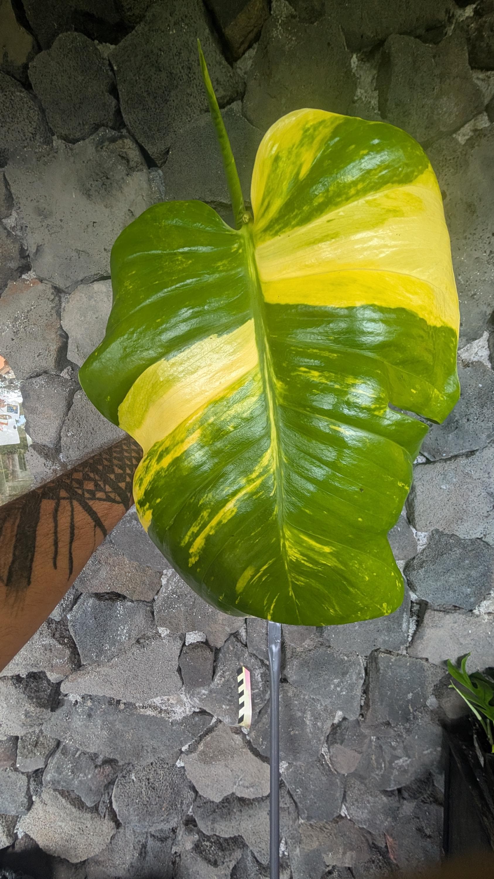 Monstera aurea variegata - Etsy.de
