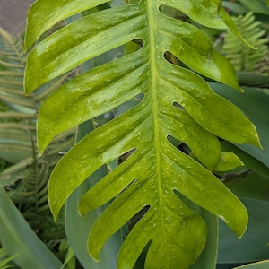 May include: Close-up of a vibrant green Monstera deliciosa leaf. The leaf has a glossy texture with several large, irregular holes and a prominent central vein. The background features other green foliage.