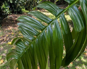 Rare Fruiting Rhaphidophora Decursiva Cutting | Rooted Dragon Tail Vine