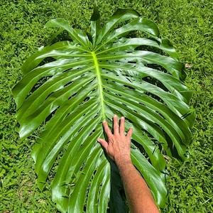 May include: A large, vibrant green Monstera deliciosa leaf with a hand resting on it, showcasing its size. The leaf has distinctive fenestrations and prominent veins. The leaf is on a bed of green grass.