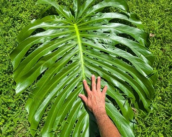 Giant Monstera Deliciosa Node Cutting | Mature Fruiting Plant, Large Fenestrated Leaf