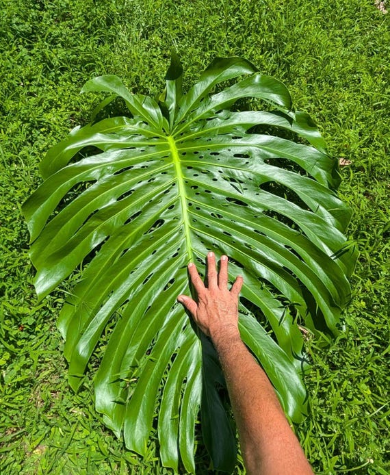 monstera thai constellation preis Monstera 'Thai Constellation' – T&T Plants and Things main image 1