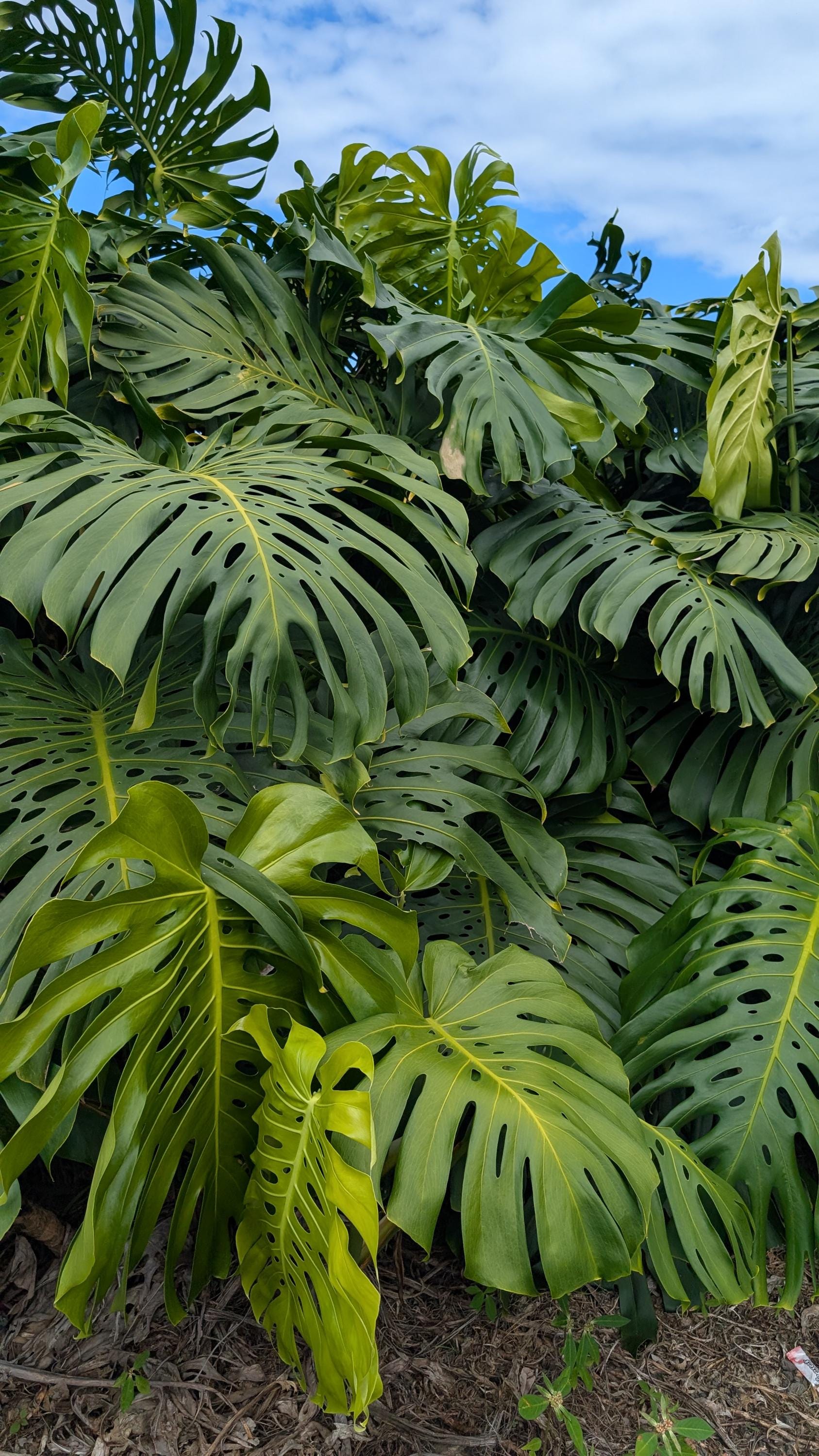 philodendron Philodendron White Princess main image 1