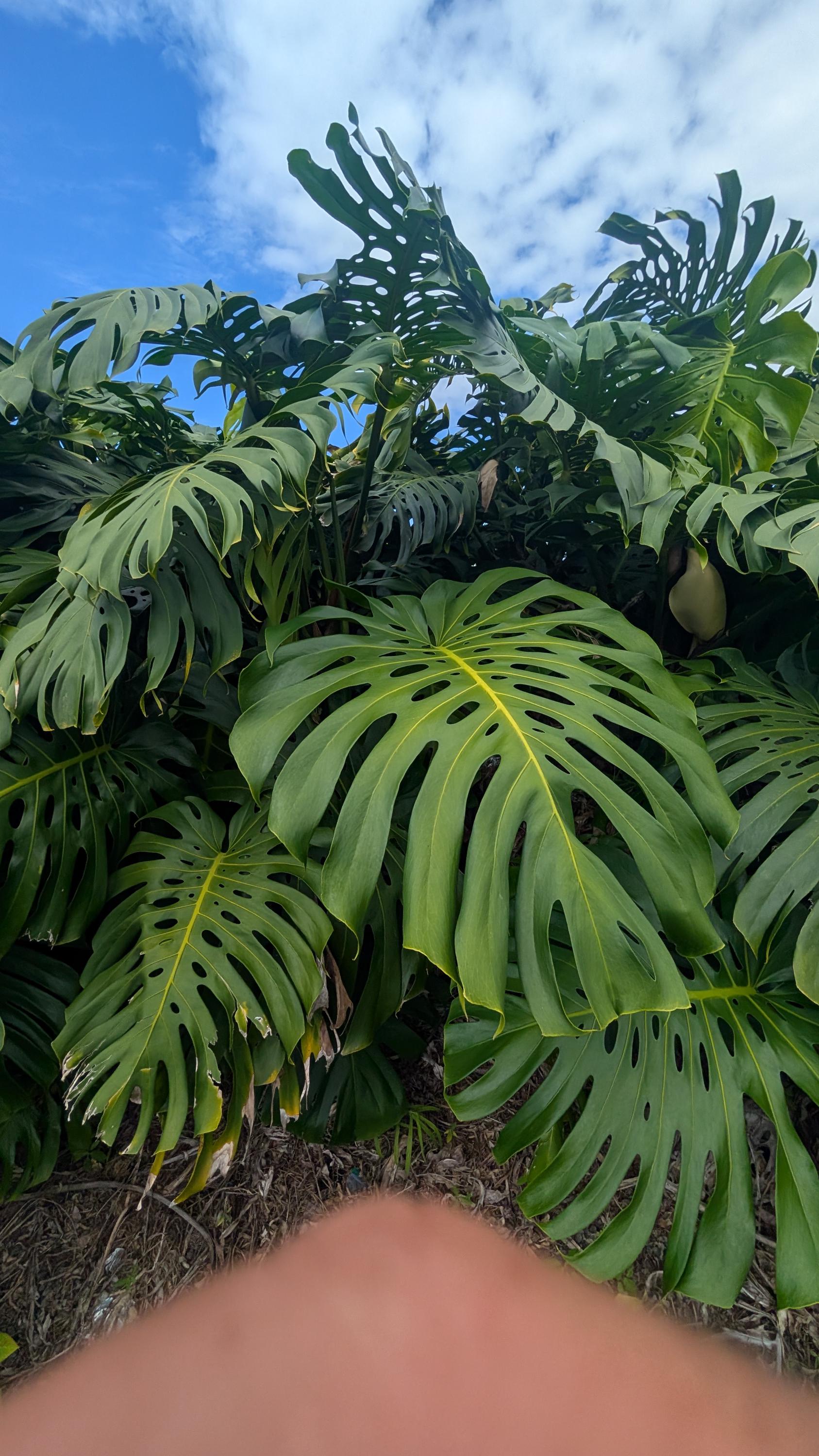 Giant Monstera Deliciosa 5 Node Cutting | Rare Mature Fruiting Plant |  Aroid Collector - Etsy