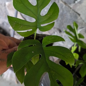 Monstera Compacta - Etsy