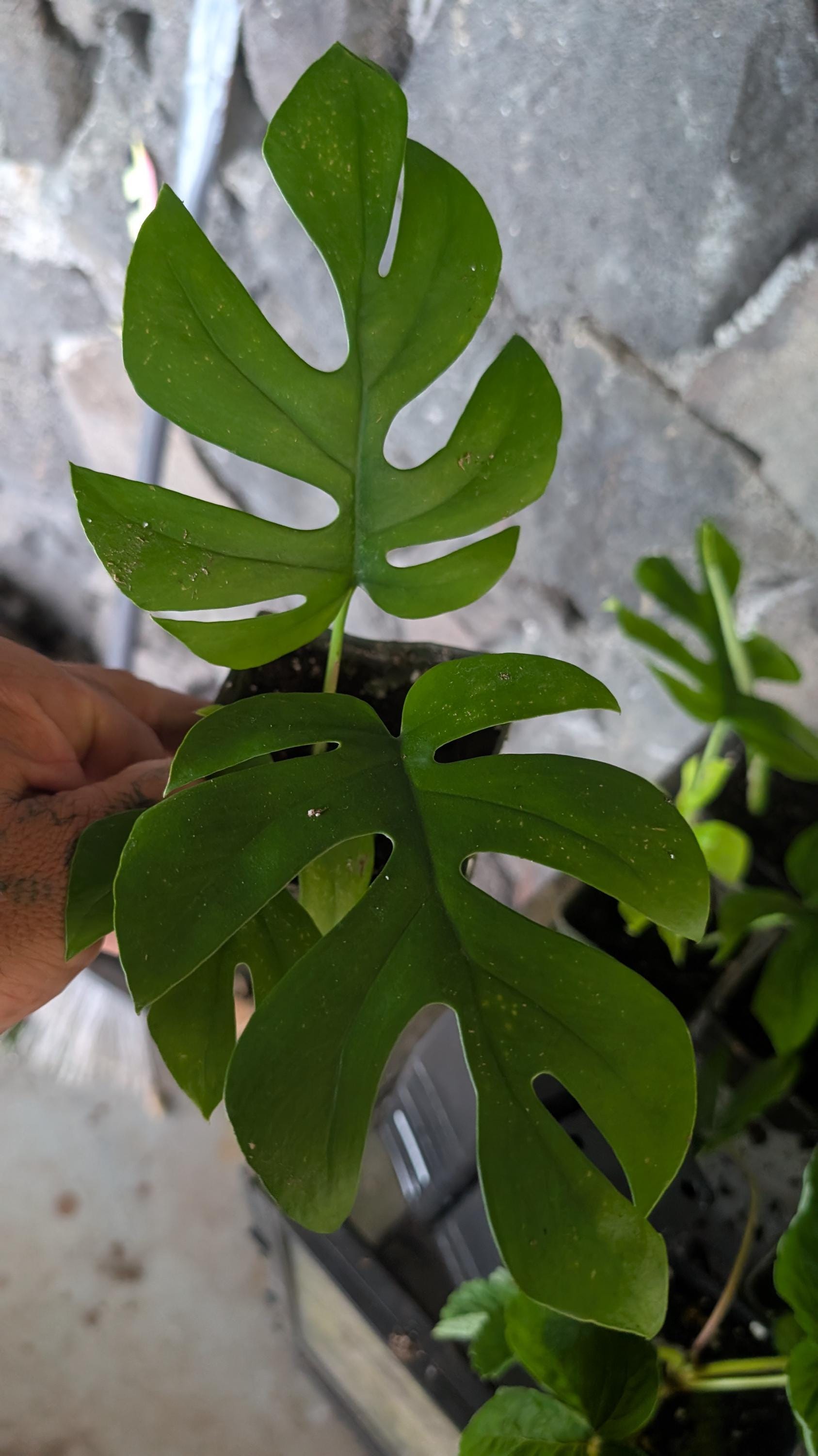 Rare Monstera Compacta - Etsy