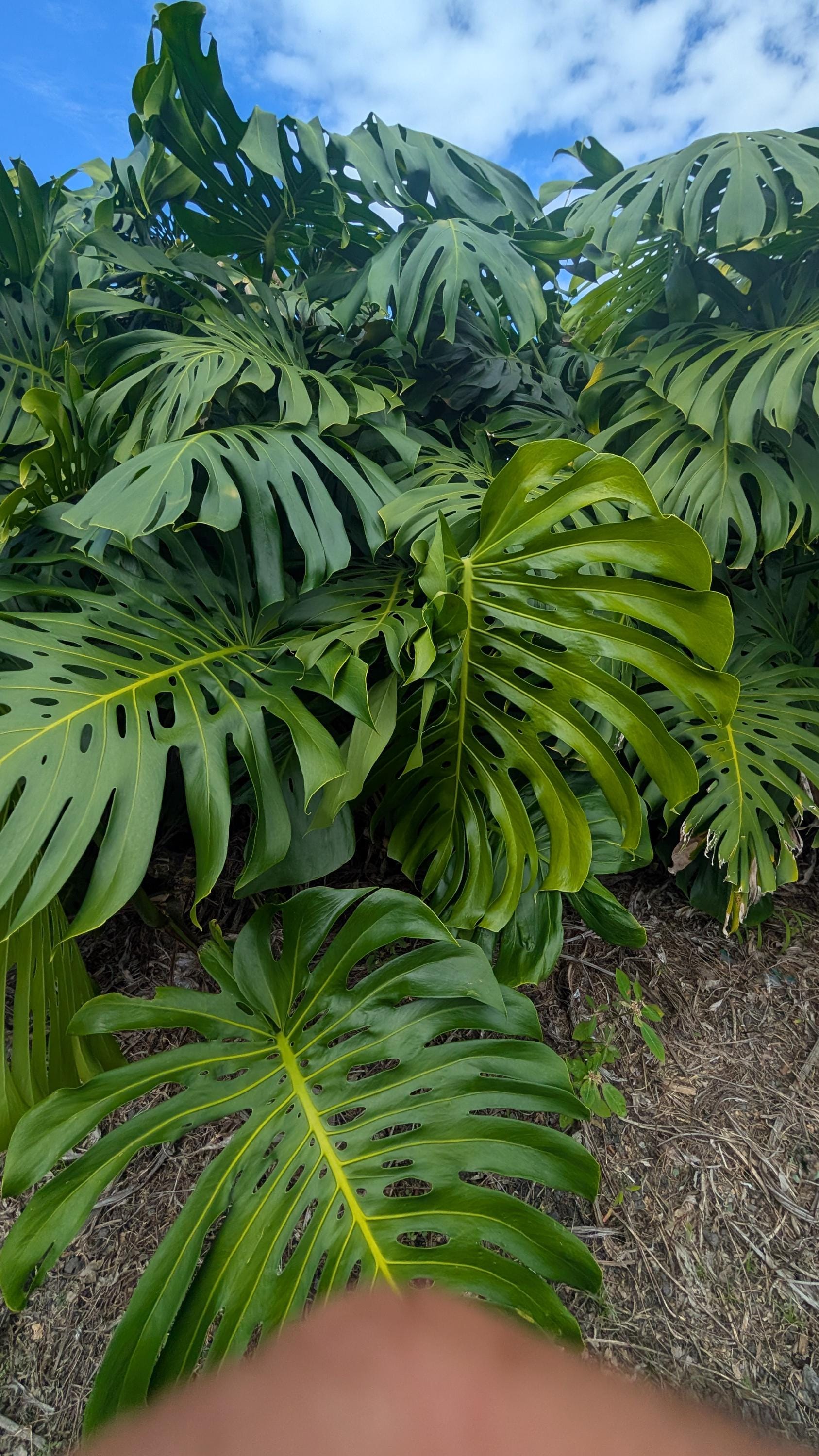 Giant Monstera Deliciosa 5 Node Cutting | Rare Mature Fruiting Plant |  Aroid Collector - Etsy